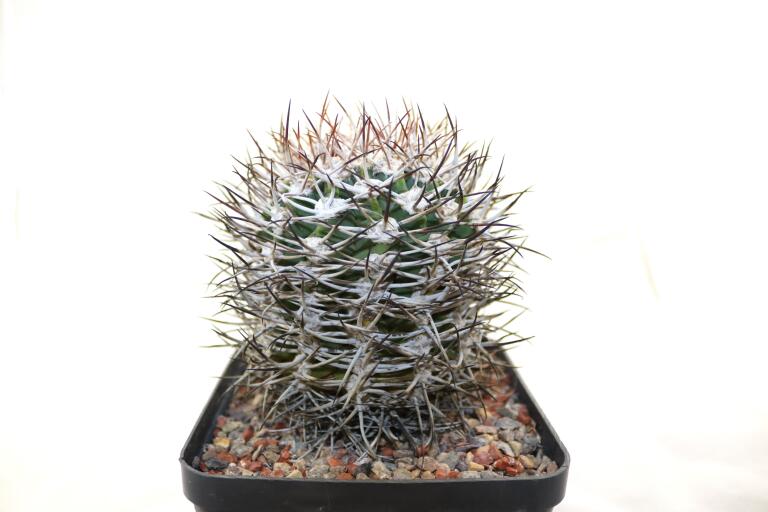 Gymnocalycium bozsingianum Over 30 Years SELECTED STRONG THORNS (2)