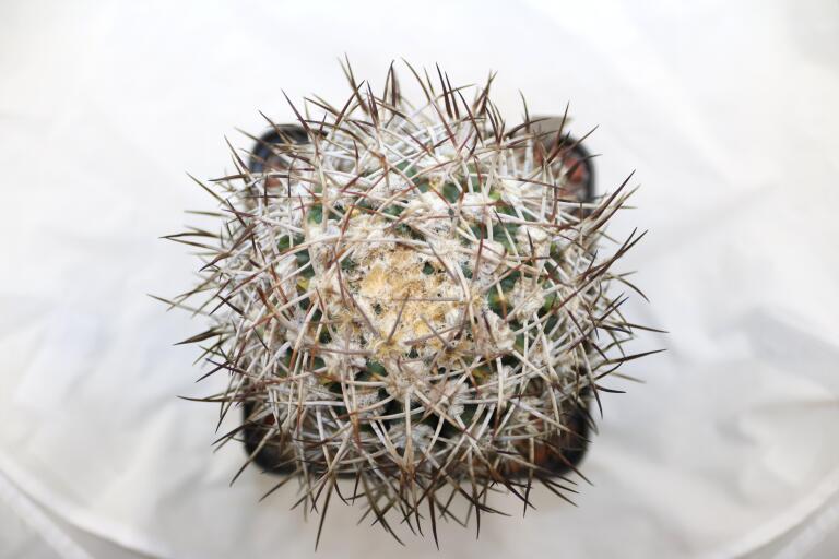 Gymnocalycium bozsingianum Over 30 Years SELECTED STRONG THORNS (3)