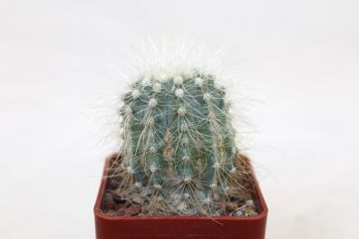 Copiapoa krainziana 
