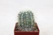 Copiapoa krainziana 