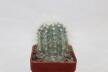 Copiapoa krainziana  (3)