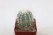 Copiapoa krainziana  (4)