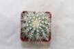 Copiapoa krainziana  (5)