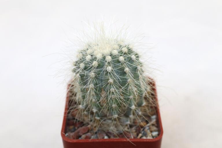 Copiapoa krainziana  (2)