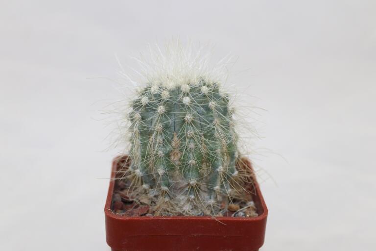 Copiapoa krainziana  (3)