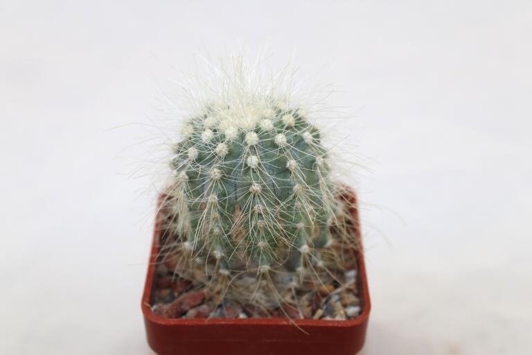 Copiapoa krainziana  (4)