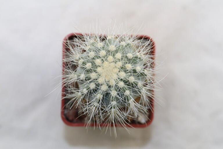 Copiapoa krainziana  (5)
