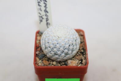 Mammillaria herrerae Cadereyta