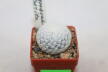 Mammillaria herrerae Cadereyta