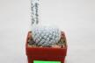 Mammillaria herrerae Cadereyta (2)
