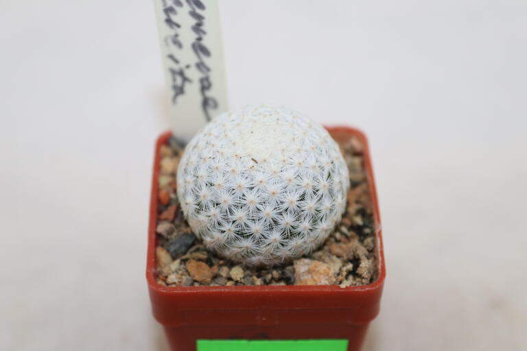 Mammillaria herrerae Cadereyta