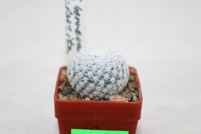 Mammillaria herrerae Cadereyta (2)