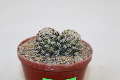 Mammillaria hernandezii Two Heads