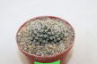 Mammillaria hernandezii Two Heads (2)