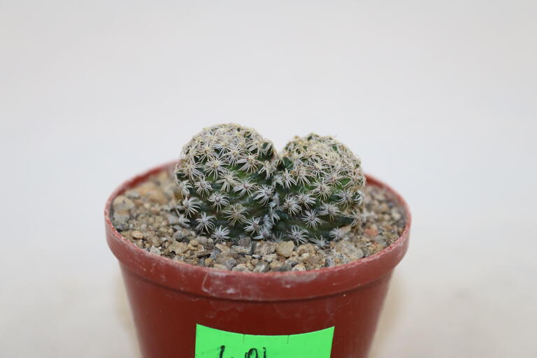 Mammillaria hernandezii Two Heads (3)