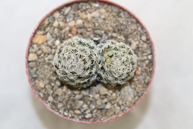 Mammillaria hernandezii Two Heads (4)