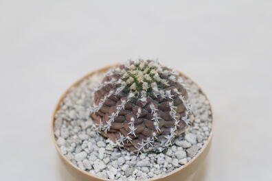 Turbinicarpus mombergeri about 18 Years 