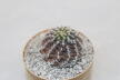 Turbinicarpus mombergeri about 18 Years 