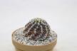 Turbinicarpus mombergeri about 18 Years  (2)