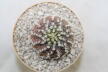 Turbinicarpus mombergeri about 18 Years  (3)