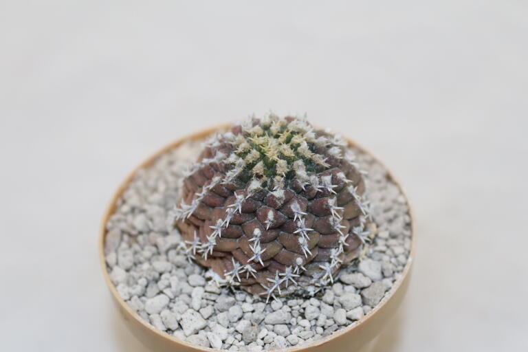Turbinicarpus mombergeri about 18 Years  (1)