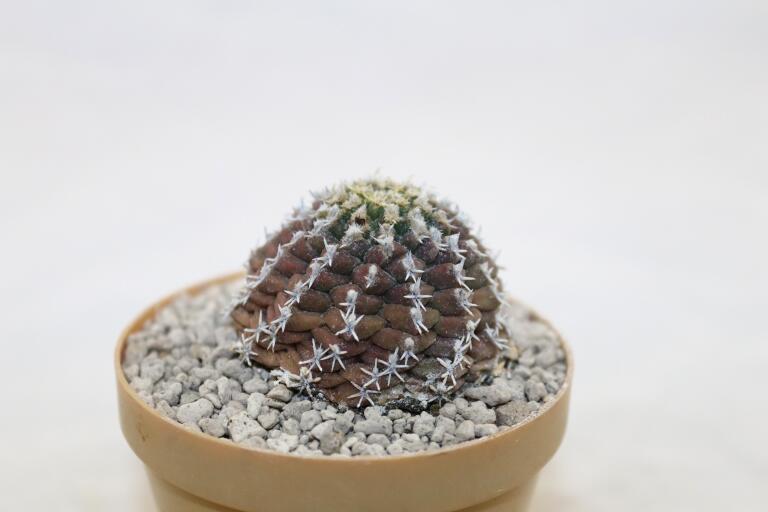 Turbinicarpus mombergeri about 18 Years  (2)