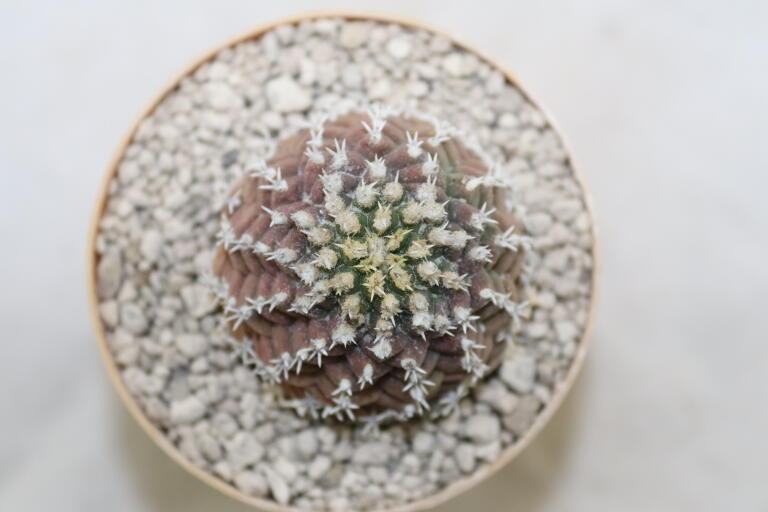 Turbinicarpus mombergeri about 18 Years  (3)