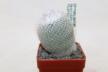 Epithelantha unguispina MK135.421 Monterey = 16 Years 