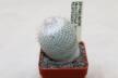 Epithelantha unguispina MK135.421 Monterey = 16 Years  (2)
