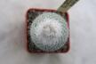 Epithelantha unguispina MK135.421 Monterey = 16 Years  (4)