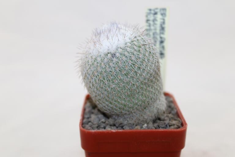 Epithelantha unguispina MK135.421 Monterey = 16 Years 