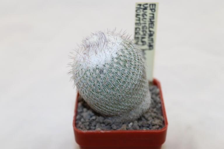 Epithelantha unguispina MK135.421 Monterey = 16 Years  (2)