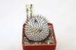 Mammillaria perezdelarosae v andersoniana JV 85 Villa Garcia (2)