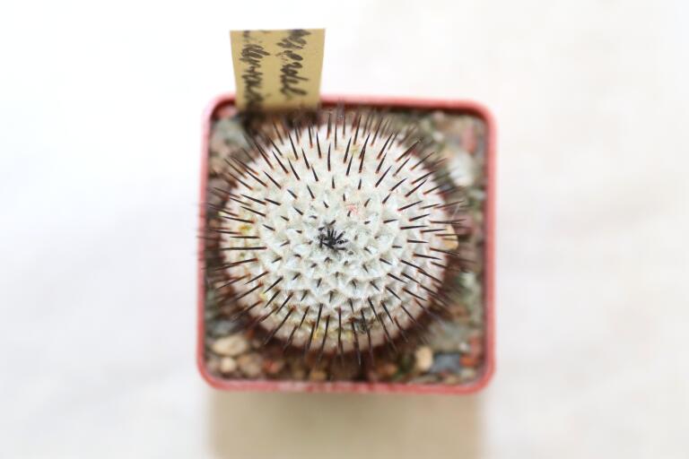 Mammillaria perezdelarosae v andersoniana JV 85 Villa Garcia