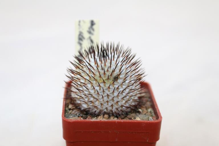 Mammillaria perezdelarosae v andersoniana JV 85 Villa Garcia (3)