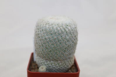 Epithelantha micromeris 18 Years