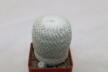 Epithelantha micromeris 18 Years (2)