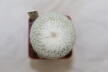 Epithelantha micromeris 18 Years (3)