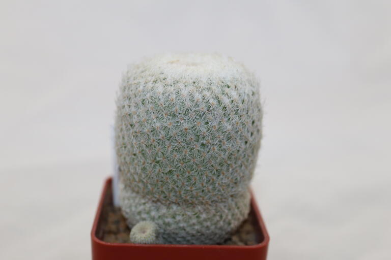 Epithelantha micromeris 18 Years