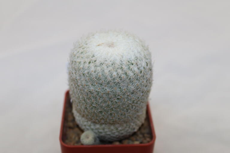 Epithelantha micromeris 18 Years (2)