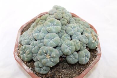 Lophophora caespitosa