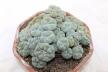 Lophophora caespitosa