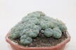 Lophophora caespitosa (2)