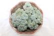 Lophophora caespitosa (3)