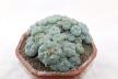 Lophophora caespitosa (4)