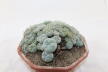 Lophophora caespitosa (5)