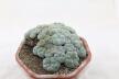 Lophophora caespitosa (6)