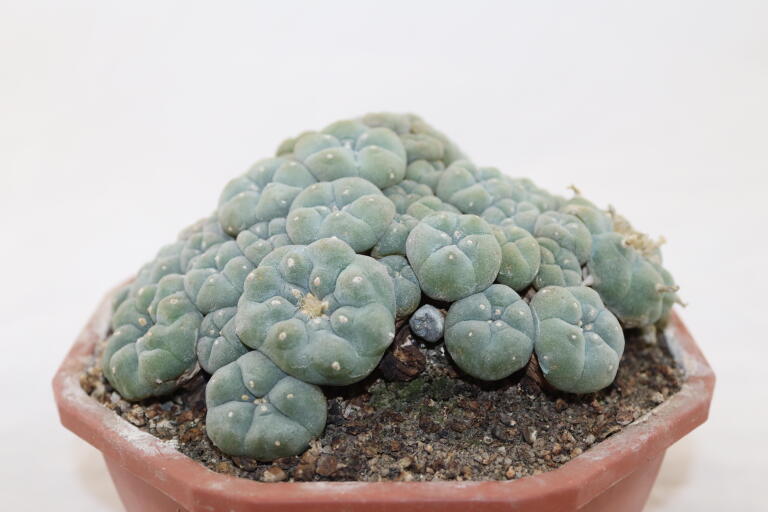 Lophophora caespitosa (2)