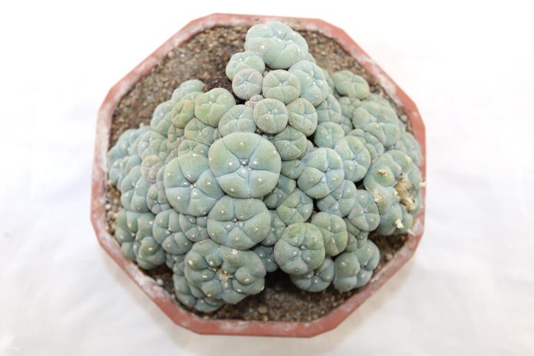 Lophophora caespitosa (3)