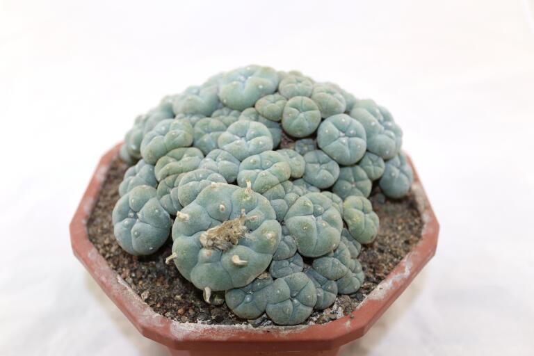 Lophophora caespitosa (4)